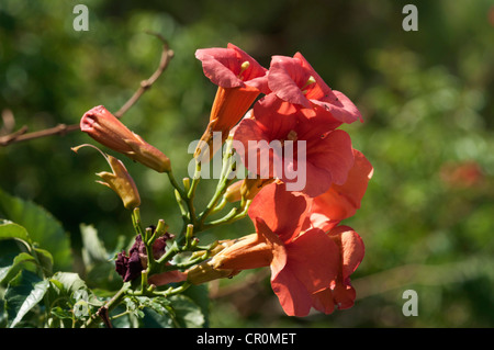 Chinesische Trumpet Vine (Campsis Grandiflora), Blütenstand, Leptokaria, Griechenland, Europa Stockfoto