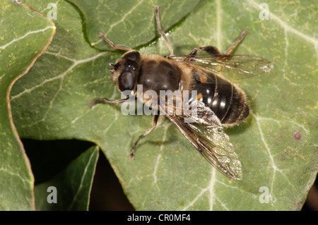 Europäische Hoverfly oder Drohne fliegen (Eristalis Tenax), sonnen sich in der Sonne, Untergroeningen, Baden-Württemberg, Deutschland, Europa Stockfoto