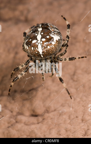 Europäische Kreuzspinne oder Kreuzspinne (Araneus Diadematus), Weibchen auf ihr Netz an einer Hauswand, Untergroeningen Stockfoto