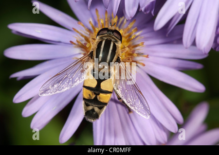 Europäische Hoverfly (Helophilus Trivittatus), ernähren sich von Herbst-Aster (Aster SP.), Untergroeningen, Baden-Württemberg Stockfoto