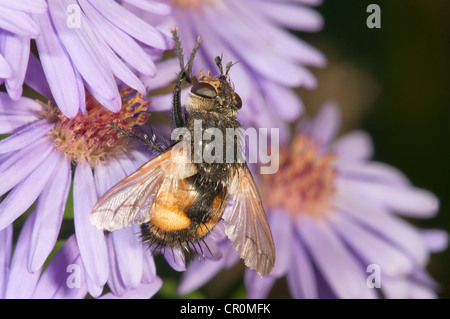 Tachinid Fliege (Tachina Magnicornis), ernähren sich von Herbst-Aster (Aster SP.), Untergroeningen, Baden-Württemberg, Deutschland, Europa Stockfoto