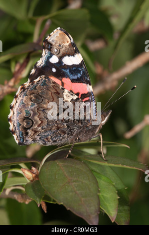 Red Admiral (Vanessa Atalanta), Flügel-Unterseite, Untergroeningen, Baden-Württemberg, Deutschland, Europa Stockfoto