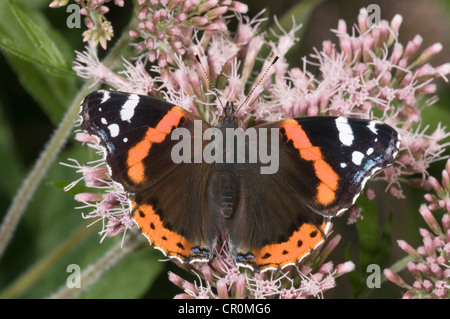 Red Admiral (Vanessa Atalanta) ernähren sich von Nektar der Snakeroots, Untergroeningen, Baden-Württemberg, Deutschland, Europa Stockfoto