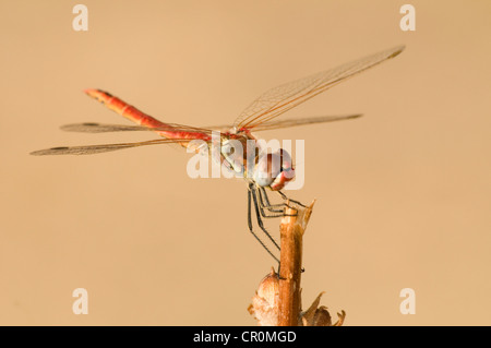 Rot-veined Darter (Sympetrum Fonscolombii), Männchen, Leptokaria, Griechenland, Europa Stockfoto