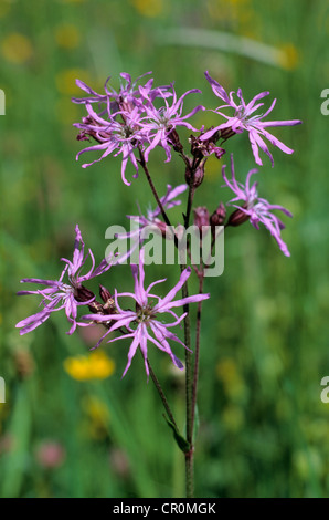 Ragged Robin (Lychnis Flos-Cuculi) Stockfoto