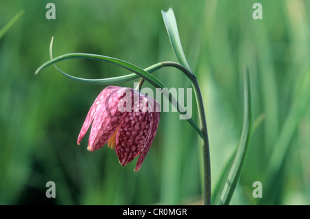 Schlange den Kopf Fritillary (Fritillaria Meleagris) Stockfoto