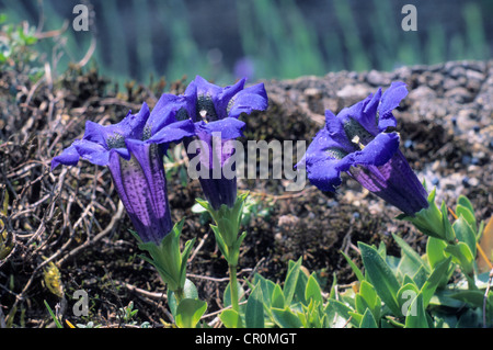 Stengellose Enzian (Gentiana Acaulis) Stockfoto