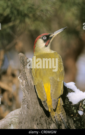 Grünspecht (Picus Viridis), Männlich Stockfoto