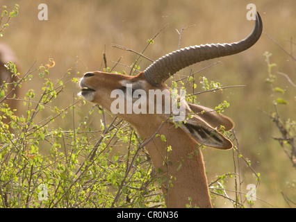 Männliche Gerenuk Surfen auf Akazie Stockfoto