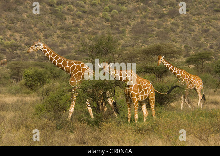 Drei große Giraffen von Akazien Stockfoto