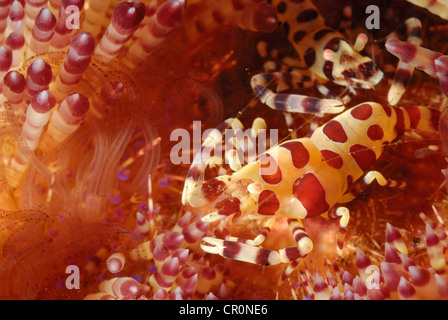 Coleman Garnelen Periclimenes Colemani auf Feuer Urchin Asthenosoma Varium, Echinothuridae, Indo-Pazifischer Ozean, Bali, Tulamben Stockfoto