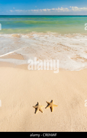 Mexiko, Yucatan, zwei Seestern am Strand Stockfoto