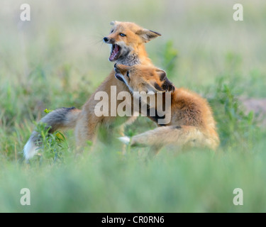 Zwei junge Rotfuchs Kits im Spiel, Missoula, Montana Stockfoto