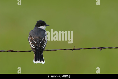 Östlichen Kingbird (Tyrannus Tyrannus), National Bison Range, Montana Stockfoto