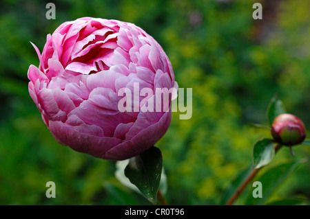 Pfingstrose (Paeonia Officinalis), aufstrebende Blüte mit Knospe Stockfoto