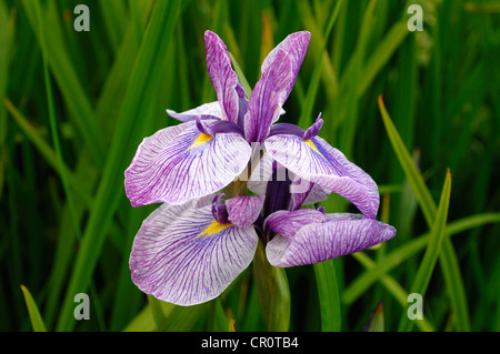 Harlekin blaue, größere blaue Flagge (Iris versicolor), Blumen Stockfoto