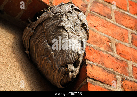 Wespennest auf einem Felsvorsprung, Roegnitz, Mecklenburg-Western Pomerania, Deutschland, Europa Stockfoto