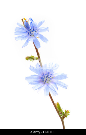 Gemeinsamen Chicorée (Cichorium Intybus), Heilpflanze Stockfoto