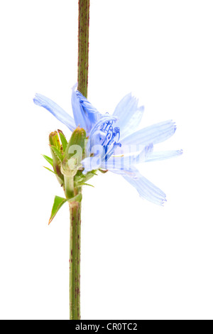 Gemeinsamen Chicorée (Cichorium Intybus), Heilpflanze Stockfoto