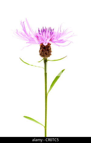 Brownray Flockenblume (Centaurea Jacea) Stockfoto