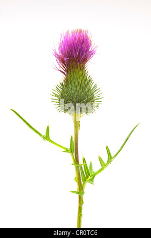 Eselsdistel (Onopordum Acanthium), Heilpflanze Stockfoto