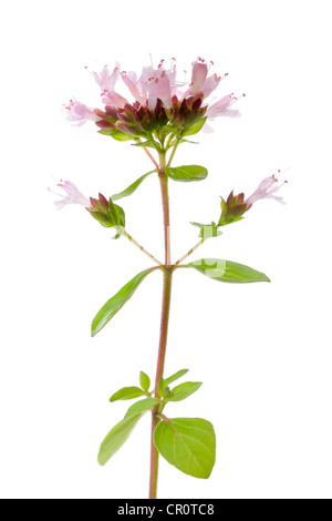 Blühender Oregano (Origanum Vulgare) Stockfoto