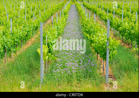 Lacy Phacelia (Phacelia Tanacetifolia), gepflanzt als Gründüngung oder Zwischenfrucht in einem Weingarten, Baden-Württemberg, Deutschland, Europa Stockfoto