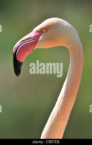 Chilenische Flamingo (Phoenicopterus Chilensis), portrait Stockfoto