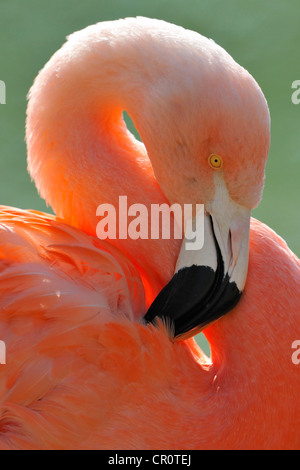 Chilenische Flamingo (Phoenicopterus Chilensis), putzen Stockfoto