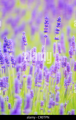 Lavendel (Lavandula Angustifolia) Stockfoto
