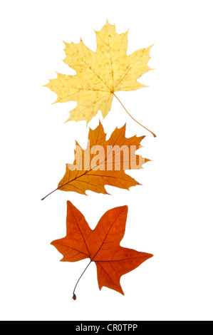 Herbstlaub, Spitz-Ahorn (Acer Platanoides), Roter Ahorn (Acer), Roteiche (Quercus Rubra) Stockfoto