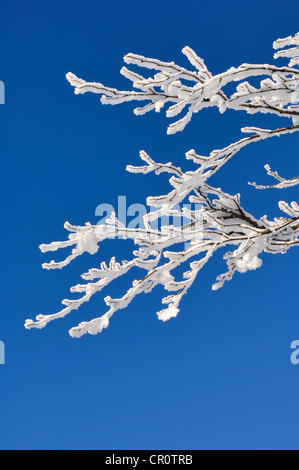 Zweige der Buche (Fagus) mit Frost und Schnee, Schwarzwald, Baden-Württemberg, Deutschland, Europa Stockfoto