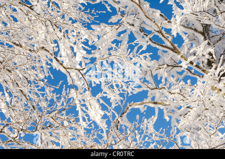 Zweige der Buche (Fagus) mit Frost und Schnee, Schwarzwald, Baden-Württemberg, Deutschland, Europa Stockfoto