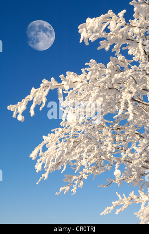 Mond über die Buche (Fagus) mit Frost und Schnee, Schwarzwald, Baden-Württemberg, Deutschland, Europa Stockfoto