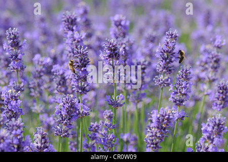 Lavendel (Lavandula Angustifolia) Stockfoto