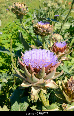 Karde (Cynara Cardunculus) Stockfoto