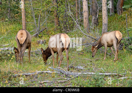 Elche oder Wapiti (Cervus Canadensis), Surfen, Kawuneeche Valley Trail Ridge Road, Rocky Mountain Nationalpark, Colorado, USA Stockfoto