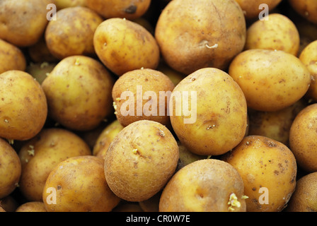 Der Haufen von Kartoffeln Stockfoto