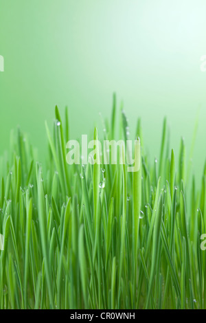 Grüner Rasen auf dem weißen und grünen Hintergrund mit Tau und Wassertropfen Stockfoto