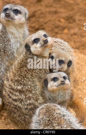 ERDMÄNNCHEN oder SURICATES Suricata suricatta Stockfoto