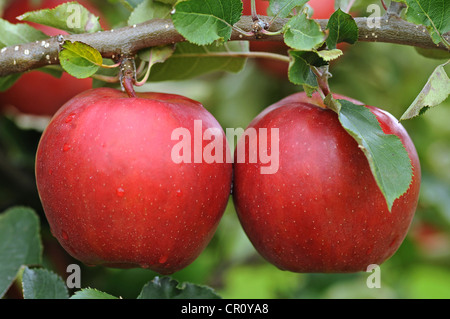 Zwei rote Äpfel am Zweig Stockfoto