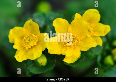 Marsh Marigold Sumpfdotterblumen Caltha Palustris mehrjährige Butterblume wilde Blume Stockfoto