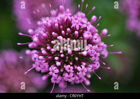 Phuopsis Stylosa mehrjährige Nadelkissen Laub- Stockfoto