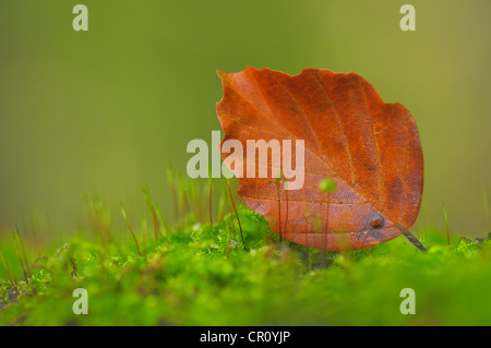 Buche-Blatt auf Moos auf dem Waldboden, Herbst-Motiv Stockfoto