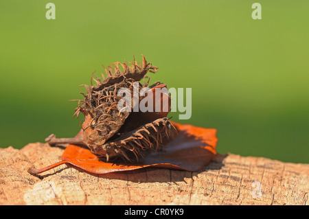 Bucheckern mit einem Buche Blatt Herbst Stockfoto