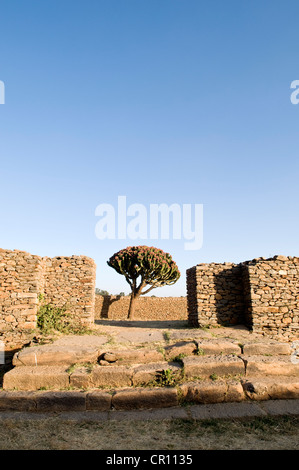 Äthiopien Tigray Region Stadt Axum Ruinen der alten Stadt Weltkulturerbe von UNESCO Dongar Palast der Königin von Saba Stockfoto