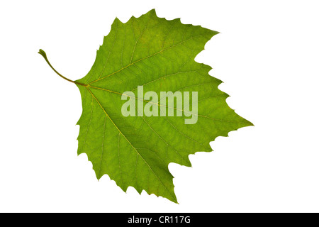 grünes Blatt Ahorn Platane isoliert Stockfoto