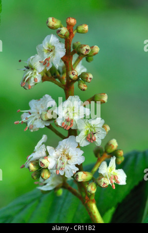 Die Blume der Rosskastanie Baum UK Stockfoto
