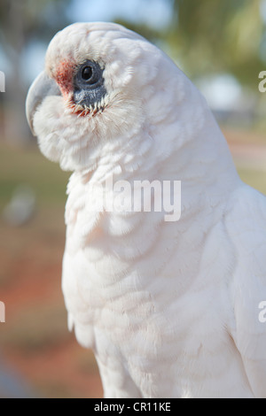 Makro-Porträt von einem australischen weiße Kakadu. Stockfoto