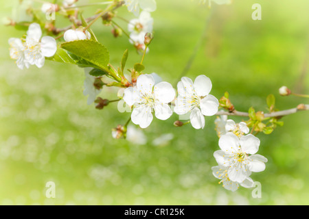 Apfelblüte am Baum im Garten abstrakte Frühling Blumen Hintergrund Stockfoto